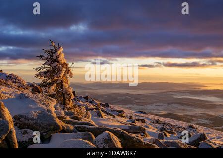 View of a snow-dusted pine tree clinging to rocky heights, bathed in the golden glow of a winter sunrise, a serene landscape unfolding below, Babia Ho Stock Photo