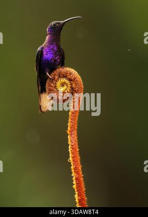 A vibrant violet sabrewing hummingbird is perched atop a spiral fern, showcasing its brilliant purple feathers against the lush green backdrop of Pana Stock Photo