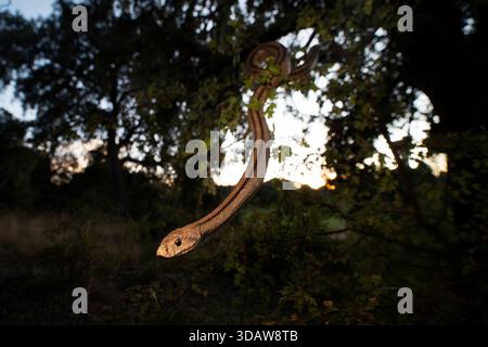 A detailed portrait of Zamenis scalaris, also known as the ladder snake, displaying its distinctive pattern while hanging from a tree branch in its na Stock Photo