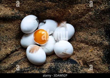 Top view of several white eggs nestled on a sandy surface, with one cracked open revealing a bright orange yolk. Delicate feathers are scattered among Stock Photo
