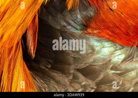 A macro shot revealing the intricate details and vibrant colors of poultry feathers, showcasing a blend of deep orange and dark iridescent hues. Stock Photo
