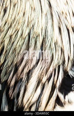 A detailed close-up of bird feathers exhibiting intricate patterns and textures. The soft lighting highlights the delicate structure and subtle color Stock Photo