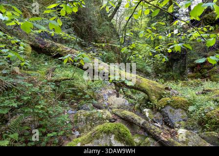 A fallen tree covered in moss lies amidst vibrant greenery in La Biescona Beech Forest, Colunga, Asturias. The lush vegetation embodies the rich biodi Stock Photo