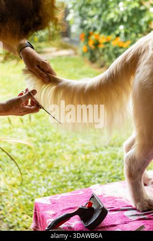 Detail shot of a person trimming the tail fur of a golden retriever during an outdoor grooming session. A brush rests on a pink towel-covered table in Stock Photo