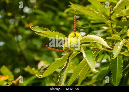 A detailed close-up image of a chestnut in its spiky shell hanging on a tree branch, surrounded by lush green serrated leaves, set against a blurred n Stock Photo