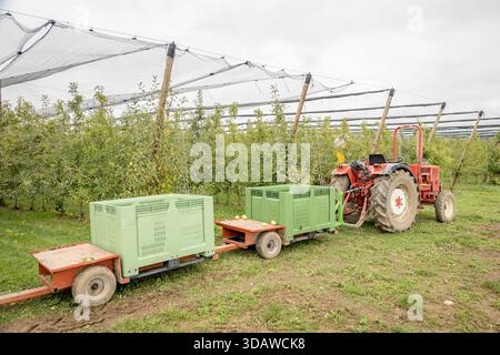 A lush apple orchard with green apple trees, featuring a red tractor pulling green crates for apple harvesting on a cloudy day. A clear depiction of a Stock Photo
