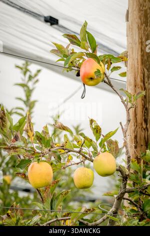 A picturesque apple orchard featuring ripe apples hanging on branches. The lush green leaves and sturdy branches create a serene, natural ambiance. Stock Photo
