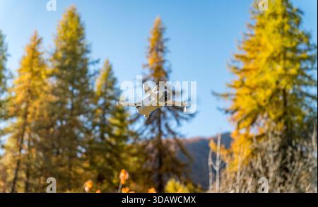 A drone hovers over a vibrant autumnal landscape with golden trees in the Alps. The clear blue sky and majestic mountains create a stunning backdrop f Stock Photo
