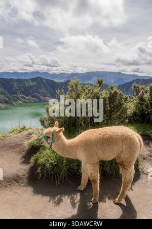 A fluffy alpaca grazing near the stunning Quilotoa volcano lake in Ecuador, surrounded by lush greenery and mountains under a partly cloudy sky, captu Stock Photo