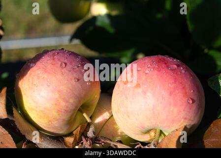 Close-up of two ripe, red apples on a tree branch, glistening with dew in the morning sunlight. The fresh droplets enhance the natural beauty of the f Stock Photo