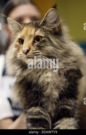 Close-up portrait of a beautiful fluffy tabby cat with striking yellow ...