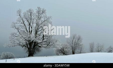 Mystical Large Tree Silhouette with Morning Frost and Thick Fog on a Snow-Covered Meadow in Aeschi, Bernese Oberland, Switzerland Stock Photo