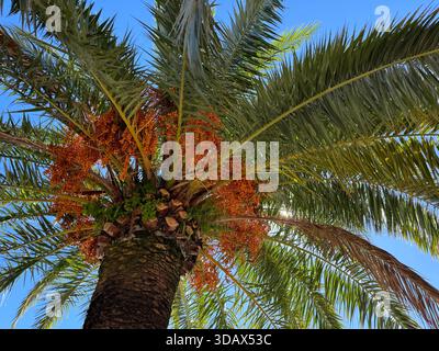 Date Palm tree Phoenix dactylifera Stock Photo
