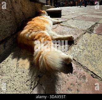 Fluffy ginger cat sleeping on pavement in Kotor Stock Photo