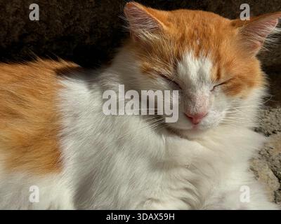 Sleeping cat with ginger white fur Stock Photo