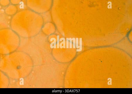 Abstract macro texture of orange oil bubbles floating on water, forming soft overlapping circles and organic shapes in warm tones. Stock Photo