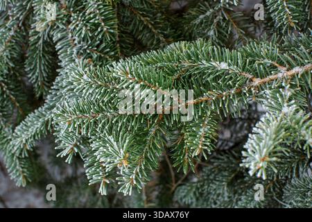 close up of frosted green pine needles hanging from evergreen tree Stock Photo
