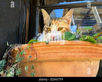 Cat sits in flower pot Stock Photo
