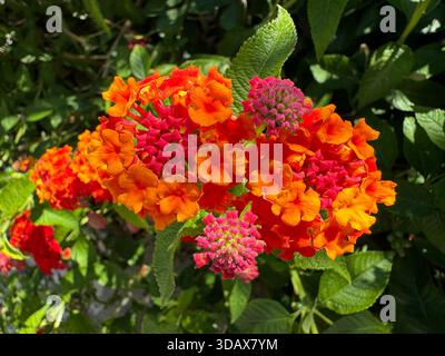 Lantana camara Red Sage, Shrub Verbena, Yellow Sage Stock Photo
