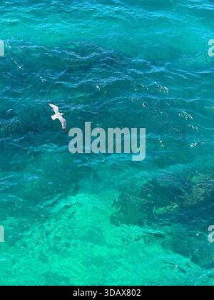 Seagull flying above blue azure sea water Stock Photo