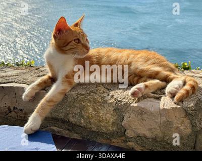 Ginger cat kitten enjoying life on the sea shore Stock Photo