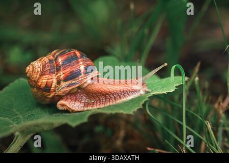 A small, brown and white snail is on a leaf. The snail is on a leaf that is green and has some brown spots Stock Photo