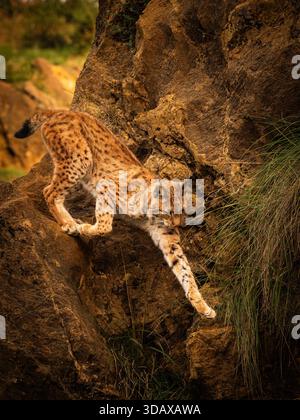 the mid-sized lynx is an agile climber not seen in the wild very often. At this large zoo, they have enough space to 'roam' a little. Stock Photo
