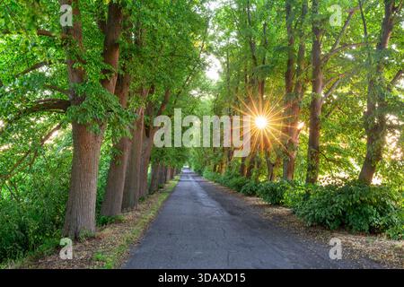 Small-leaved lime / little-leaf linden (Tilia cordata) trees bordering country road / avenue with sun shining through foliage in summer at sunrise Stock Photo