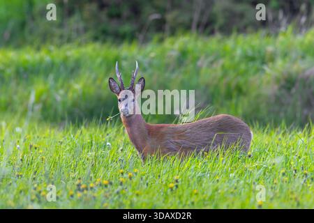 European roe deer (Capreolus capreolus) adult buck / male eating dandelion in grassland / meadow with wildflowers blooming at forest edge in spring Stock Photo