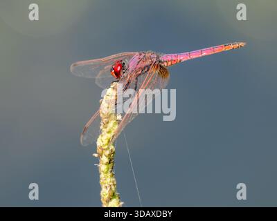 Violet dropwing dragonfly (Trithemis annulata) perched on a plant stem, Qursaya Island, Cairo, Egypt Stock Photo