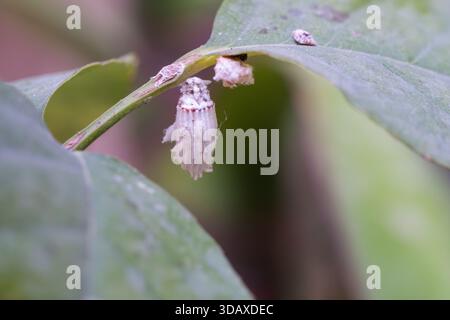 Cotton cushiony scale (Icerya purchasi) infecting a garden in Cairo, Egypt Stock Photo