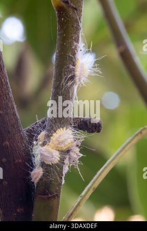 Seychelles scale insects (Icerya seychellarum) infesting the trunk of a ...