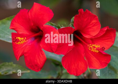 Pair of red hibiscus flowers (Hibiscus rosa‑sinensis) blooming side by side on shrub, Cairo, Egypt Stock Photo
