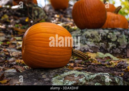 Autumn pumpkins at Mountain Crossings along the Appalachian Trail at Neel Gap in Blairsville, Georgia. (USA) Stock Photo