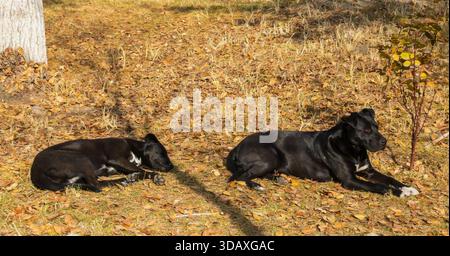 Two black dogs laying on the ground in a grassy area. The dogs are laying on the ground with their heads down Stock Photo