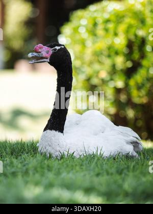 A white and black swan is laying on the grass. The swan has a pink beak and is looking up Stock Photo