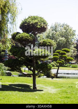 A tree with a lot of branches and a lot of leaves. The tree is in a park Stock Photo