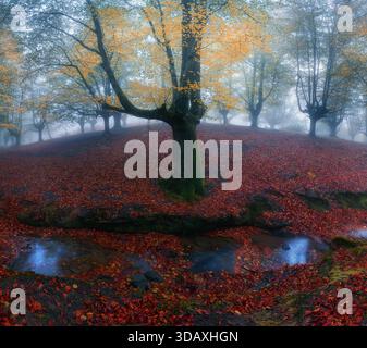 Atmospheric autumn scene in Otzarreta beech forest with a solitary tree surrounded by fog, moss-covered roots and red fallen leaves, creating a calm a Stock Photo