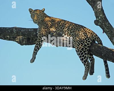 sunlit lounging Leopard (Panthera pardus) staring towards camera draped over tree branch in the Masai Mara Conservancies, Greater Mara, Kenya Africa Stock Photo