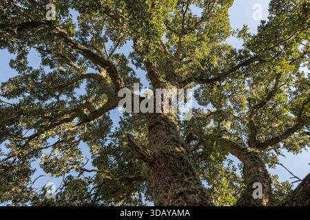 Old cork oak tree (Quercus suber) in the Atlantic forests of Galicia, Spain Stock Photo