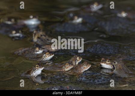 The eggs of the Common Frog (Rana temporaria) float in large spawning clumps just below the surface of the water, spawning clumps, spawning season, De Stock Photo