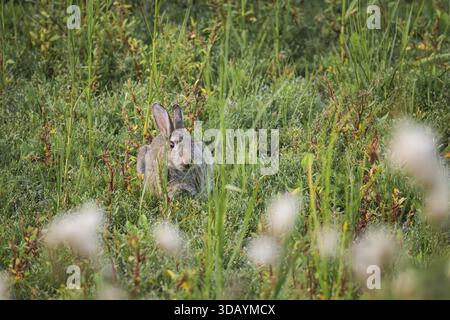 Wild rabbit (Oryctolagus cuniculus) adult, sitting hidden in dense coastal grass and low vegetation, frontal view of the viewer with natural camouflag Stock Photo