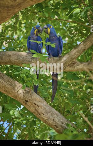 Two Hyacinth Macaws sitting on a tree and gently touching their beaks, Hyacinth Macaw (Anodorhynchus hyacinthinus), Pantanal, UNESCO Biosphere Reserve Stock Photo