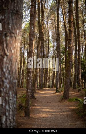Natural dirt path leading through tall pine trees in a peaceful forest Stock Photo