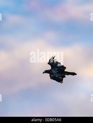 Bald Eagle Haliaeetus leucocephalus flying - raptor / bird of prey in United States Stock Photo