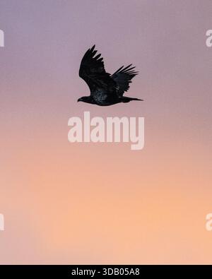 Bald Eagle soaring at sunrise Haliaeetus leucocephalus flying at dawn - raptor / bird of prey in United States Stock Photo