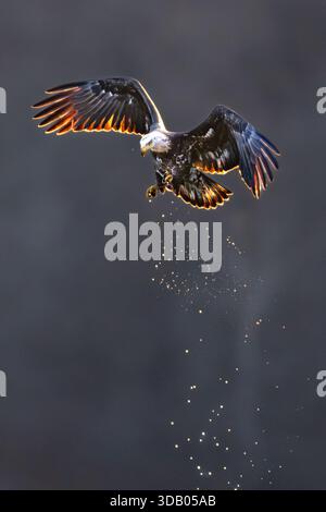 Bald Eagle backlit by sunrise - juvenile Haliaeetus leucocephalus flying at dawn - raptor / bird of prey in United States of America Stock Photo