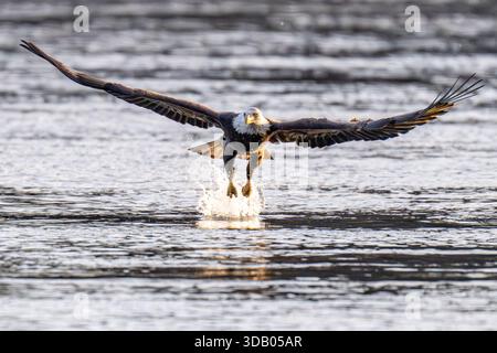 Bald Eagle Haliaeetus leucocephalus fishing and flying - raptor / bird of prey in United States of America Stock Photo