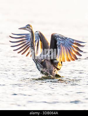 Great blue heron Ardea herodias wading bird w/ wings spread outstretched in river - shallow water habitat display hunting fishing & standing behavior Stock Photo