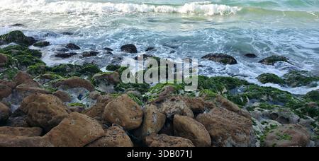 Sea Rocks, Sea Weeds, and Sea Shells on the Alexandria Seashore with Waves / A natural coastal scene from the Alexandria seashore featuring sea rocks, Stock Photo